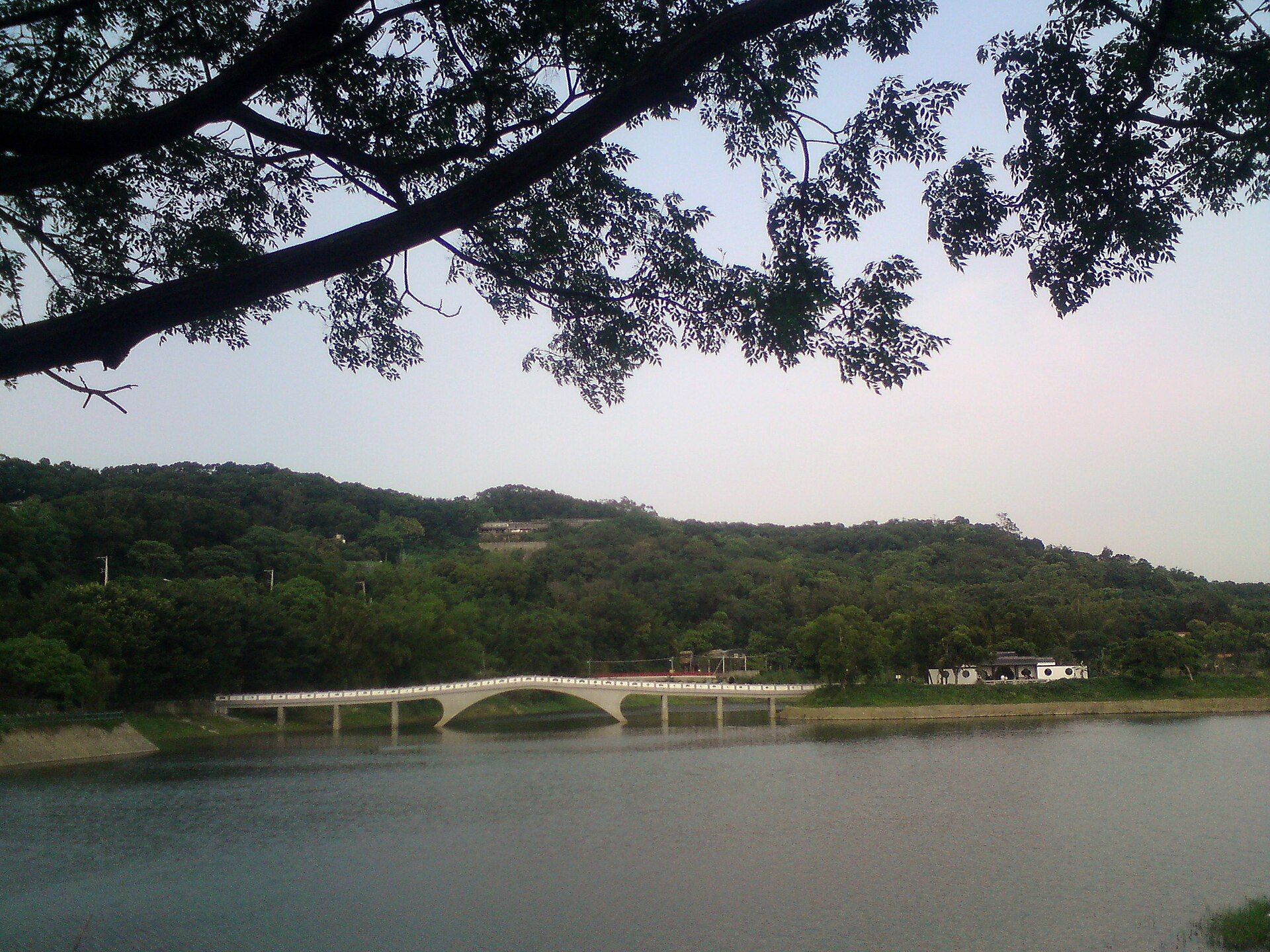 樹影下的青草湖與映月橋
