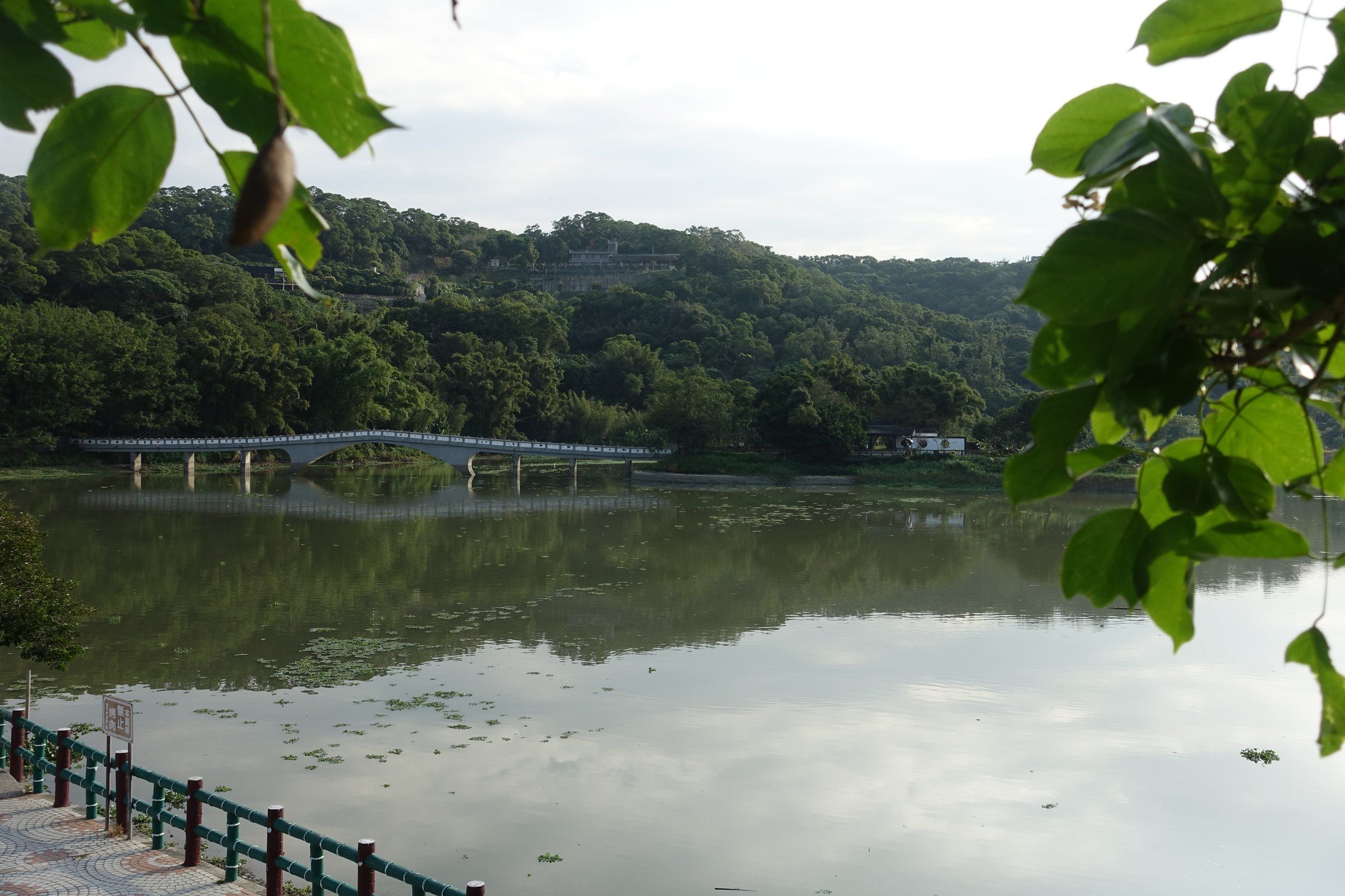 透過樹影看見的青草湖湖面